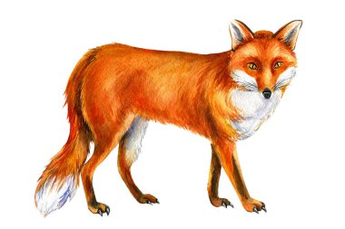 Beyaz arka planda kırmızı tilki, suluboya çizimler, baskı için hayvanlar.