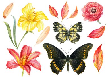 Zambak çiçekleri, kırmızı yapraklar, tüyler, kelebekler, suluboya botanik çizimler, el çizimleri.