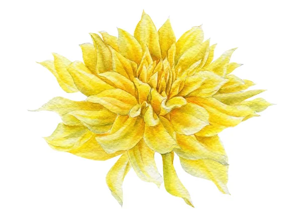 Dahlias κίτρινο λουλούδι, ακουαρέλα βοτανική απεικόνιση, χέρι σχέδιο — Φωτογραφία Αρχείου