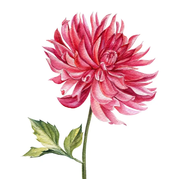 Dahlias λουλούδι, ακουαρέλα βοτανική απεικόνιση, χέρι σχέδιο — Φωτογραφία Αρχείου