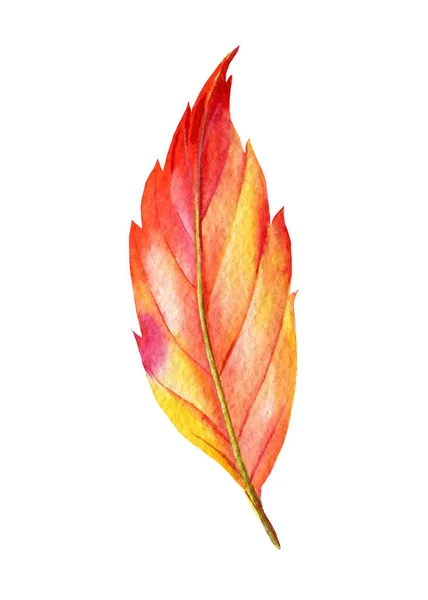 Цветной лист на белом фоне, акварельная ботаническая иллюстрация, ручной рисунок — стоковое фото
