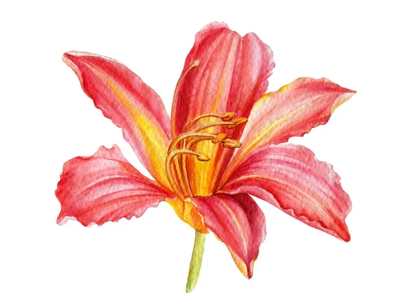 Krásný denní květ na bílém pozadí, akvarel botanické ilustrace, ruční kresba — Stock fotografie