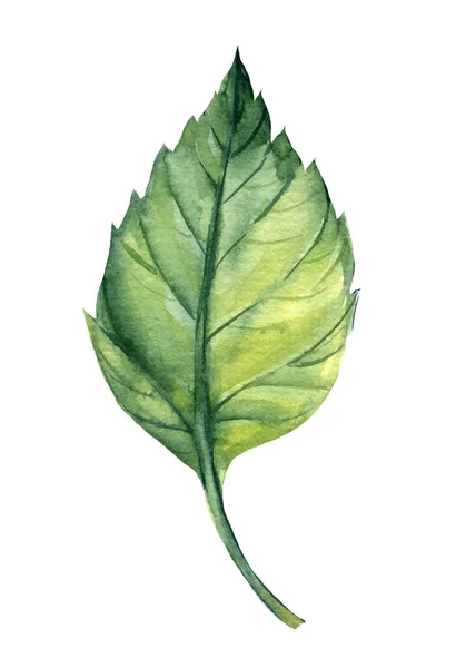 Grönt blad isolerad på vit bakgrund, akvarell botanisk illustration, handritning — Stockfoto