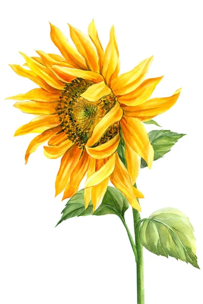 ดอกทานตะวันแยกจากพื้นหลังสีขาว ภาพวาดพืชสีน้ํา ภาพวาดด้วยมือ ดอกไม้สีเหลือง — ภาพถ่ายสต็อก