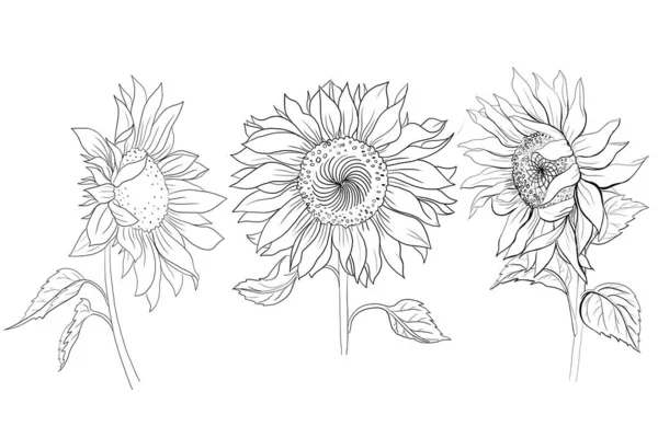 Sonnenblume Malbuch auf weißem Hintergrund — Stockfoto