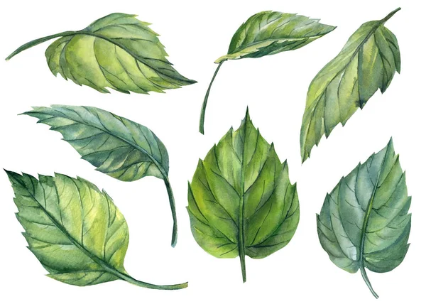 Set gröna blad isolerad på vit bakgrund, akvarell botanisk illustration, handritning — Stockfoto