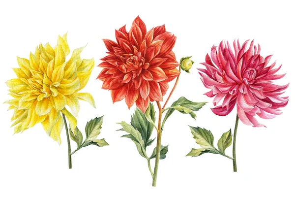 Σύνολο από χρωματιστά dahlias λουλούδια, ακουαρέλα βοτανική απεικόνιση, χέρι σχέδιο — Φωτογραφία Αρχείου