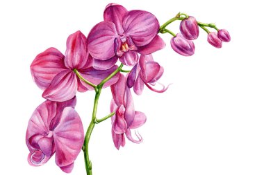 Çiçekleri ve tomurcukları olan pembe orkide dalı düğün dekorasyonu için botanik illüstrasyon egzotik penaenopsis çiçeği. Yüksek kaliteli illüstrasyon