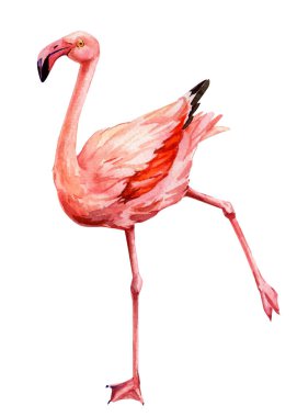 Pembe flamingo sevimli kuş egzotik tropikal yaban hayatı izole edilmiş beyaz arka plan, suluboya çizimi. Tebrik kartı, poster. Yüksek kaliteli illüstrasyon