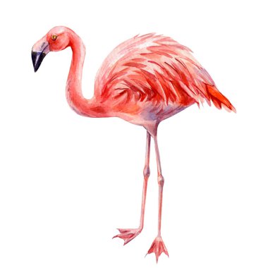Uzun bacaklı pembe flamingo kuşu. Egzotik yaz dekorasyonu için tropikal vahşi yaşam çizimi. Yüksek kaliteli illüstrasyon
