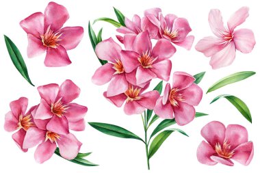 Pembe zakkum çiçekleri ve yeşil yapraklı suluboya çiçek seti yaz tasarım dekoru için tropikal botanik çizimler. Yüksek kaliteli illüstrasyon