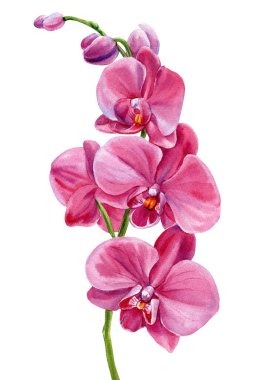 Pembe orkide çiçekleri suluboya tropikal botanik sanat eserleri narin çiçek çizimi egzotik zarif izole tasarım. Yüksek kaliteli illüstrasyon