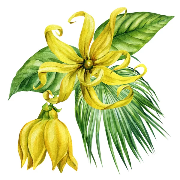 yeşil palmiyeli ylang ylang sarı tropikal çiçek suluboya resim yapar botanik çiçek resimli cennet dekoru. Yüksek kaliteli illüstrasyon