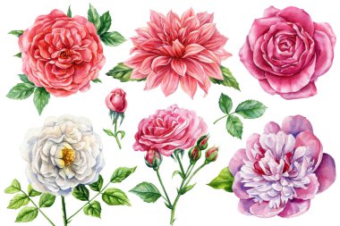 Suluboya güller, şakayıklar ve yıldız çiçekleri çiçek açan taç yapraklarıyla botanik çizimler ve tasarım için zarif çiçek yaprakları. Yüksek kaliteli illüstrasyon