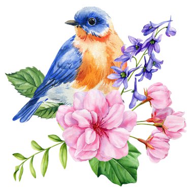 Mavi ve turuncu ötücü kuş pembe kiraz çiçekleri ve mor kır çiçekleri suluboya botanik bahçe çizimi. Yüksek kaliteli illüstrasyon
