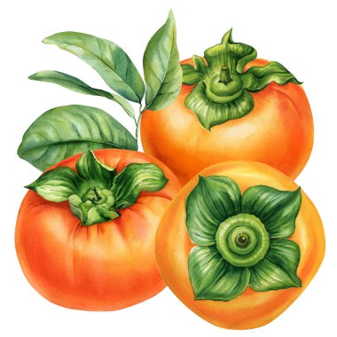 Yeşil yapraklı hurma meyveleri suluboya resimleme mevsimsel egzotik meyveler sağlıklı organik gıda tasarımı. Yüksek kaliteli illüstrasyon