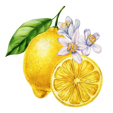 Dilimlenmiş yeşil yapraklı ve çiçekli limon meyvesi suluboya illüstrasyon narenciyesi taze organik sağlıklı gıda tasarımı. Yüksek kaliteli illüstrasyon