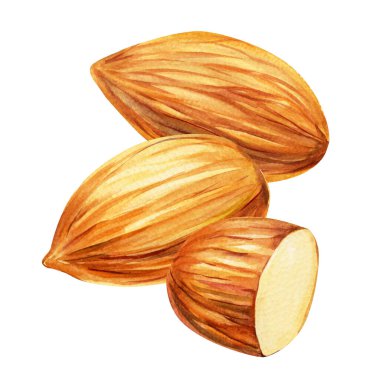 Badem fıstığı bütün ve suluboya çizimi sağlıklı organik gıda protein tasarımı el yapımı fındığı beyaz arka planda izole edilmiş. Yüksek kaliteli illüstrasyon