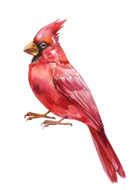 Kırmızı kardinal suluboya kuş çizimi beyaz arka planda yaban hayatı sanatında izole edilmiş. Yüksek kaliteli illüstrasyon