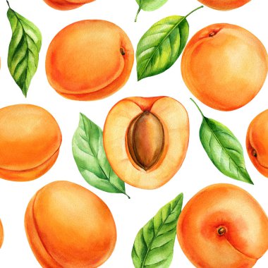 Tohumlu ve yeşil yapraklı güzel kayısılar sulu boya desensiz taze yaz meyveleri sağlıklı organik gıda tasarımı. Yüksek kaliteli illüstrasyon