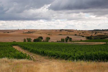 Üzüm bağları ve zeytin arkaplanlı güzel kırsal manzara, Castilla La Mancha, İspanya