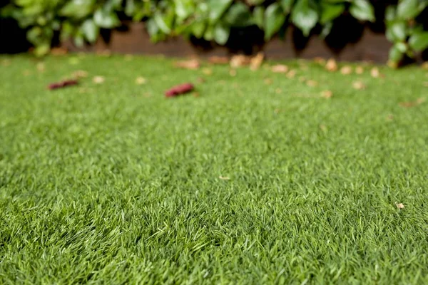 Field Grass Background Leaves Garden Wall Defocus Home Garden Domestic — Stock Photo, Image