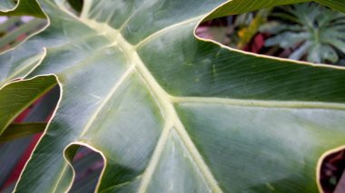 Tropikal yeşil bitkinin yakınında. soyut orman yaprağı konsepti