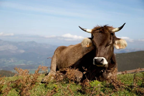 Vaca Joven Durmiendo Prado Las Montañas Asturias España Con Una — Foto de Stock