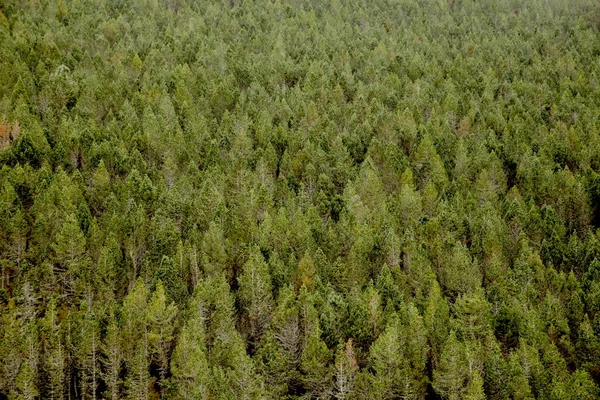 Zielone Sosnowe Tło Lasu — Zdjęcie stockowe