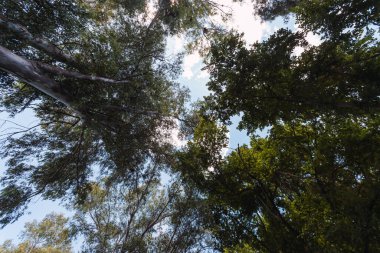 Aşağıdan görünen bir ormanda bir grup ağaç..