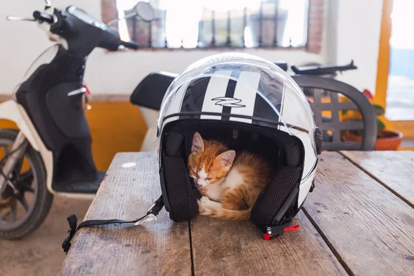 Adorable little domestic cat puppy dozing inside a motorcycle helmet. Selective focus.