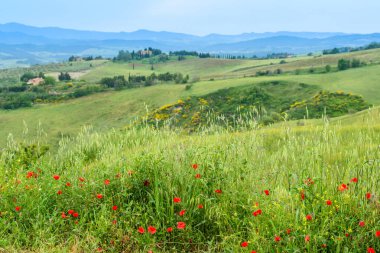 Tipik Toskana kırsalında gelincikler ve Volterra dışında Borgo di Roncolla yakınlarında yuvarlanan tepeler..