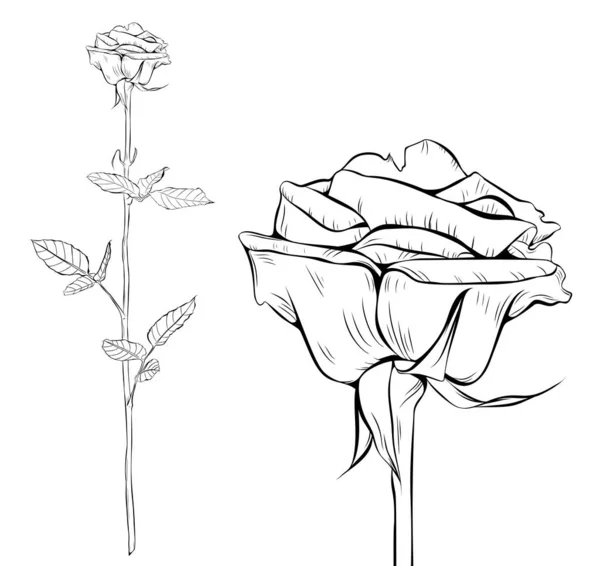 Silueta de arte de línea rosa. Sola flor de rosa de tallo largo. Ilustración vectorial . — Vector de stock
