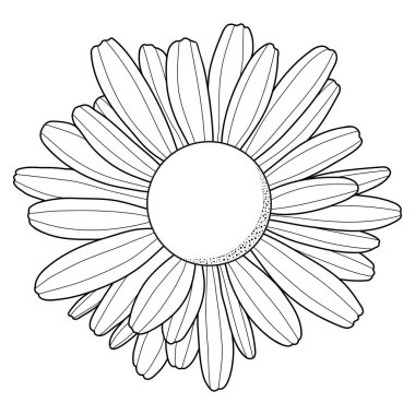 Papatya çiçeği. Anahat siyah siluet. Beyaz arka planda izole edilmiş. Vektör çizimi.