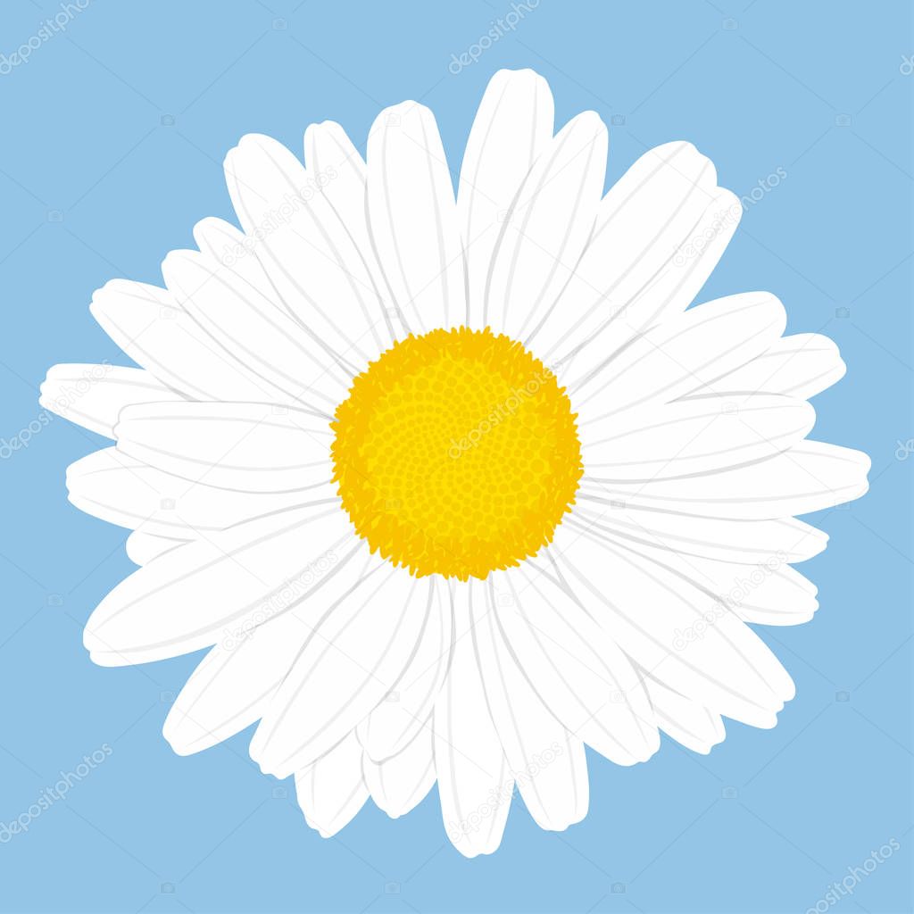 Chamomile flower. Top view. Isolated on blue background. Vector illustration.