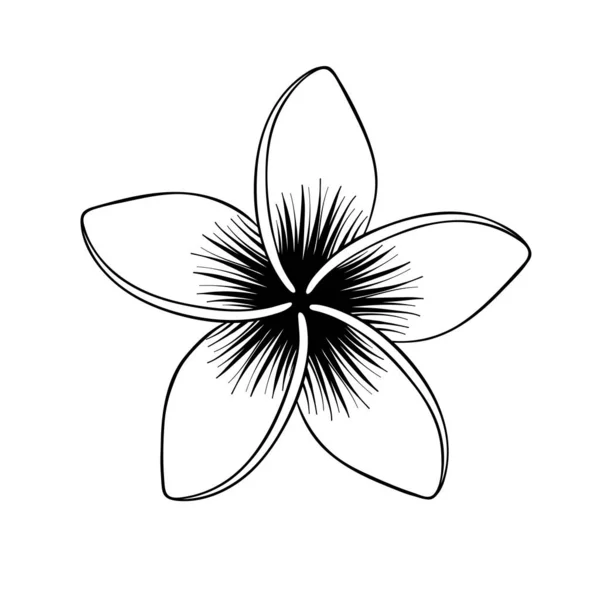 Plumeria çiçeği. Tropikal çiçek beyaz izole. Vektör çizimi. — Stok Vektör