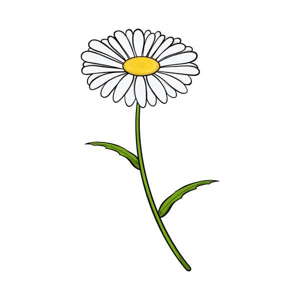 Flor Manzanilla Aislado Sobre Fondo Blanco Ilustración Vectorial — Vector de stock