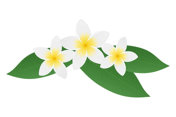 Yeşil yapraklı Plumeria Frangipani çiçekleri. Tropik çiçek. Beyaz arka planda izole edilmiş. Vektör illüstrasyonu.