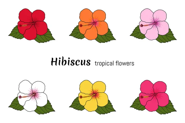 Hibiscus tropikal çiçekleri. Beyaz arka planda izole edilmiş. Vektör illüstrasyonu.