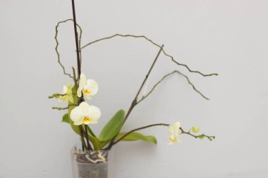 Gri arkaplanda beyaz-sarı orkide çiçekleri