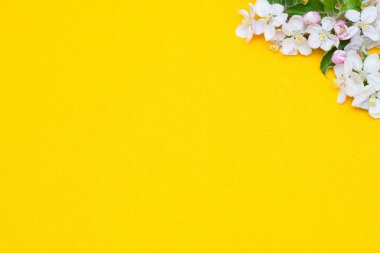 Mavi arka planda izole edilmiş elma çiçeklerinin çerçeve sınırı. Düz yatıyordu, üst manzara çiçekli çerçeve