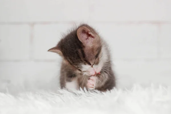 Liten Grå Vit Söt Kattunge Tvättas Päls Matta Vit Bakgrund — Stockfoto