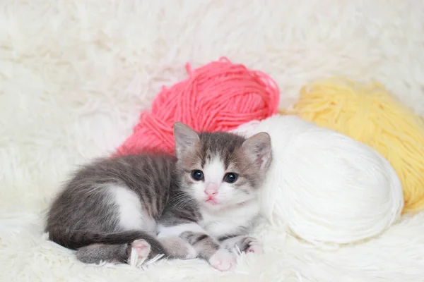 Small Gray White Cute Kitten Resting Fur Rug Surrounded Colored — Stock Photo, Image
