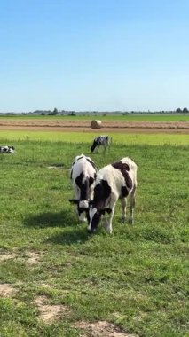 Kocaman kulakları ve yemyeşil çayırlarda kulakları olan Holstein buzağıları. Açık mavi gökyüzünün altında arka planda otlayan ineklerin olduğu kırsal tarım sahnesi, süt üretimi kavramı. Dikey video.