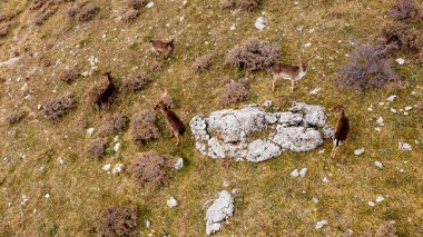 Madonie parkında düşen beş geyiğin hava görüntüsü.