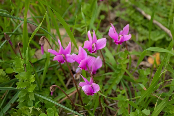 Violettblommor Gräsmattan Trädgården — Stockfoto