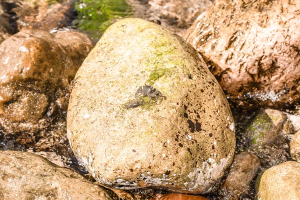 Bébé Crabe Des Rochers Sur Les Pierres — Photo