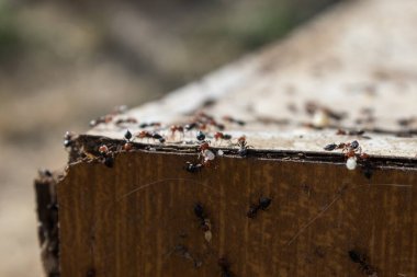 Beyaz bir masanın üzerinde yumurtalı kırmızı karıncalar ve bulanık arka plan.