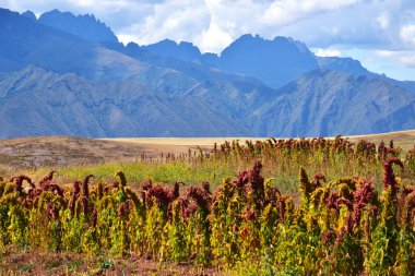 Urubamba Vadisi 'ndeki manzara