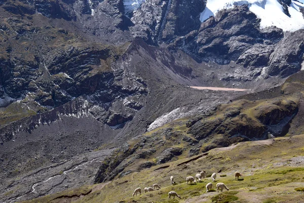 Alpacas Pastando Vale Serra Vilcanota Fundo — Fotografia de Stock